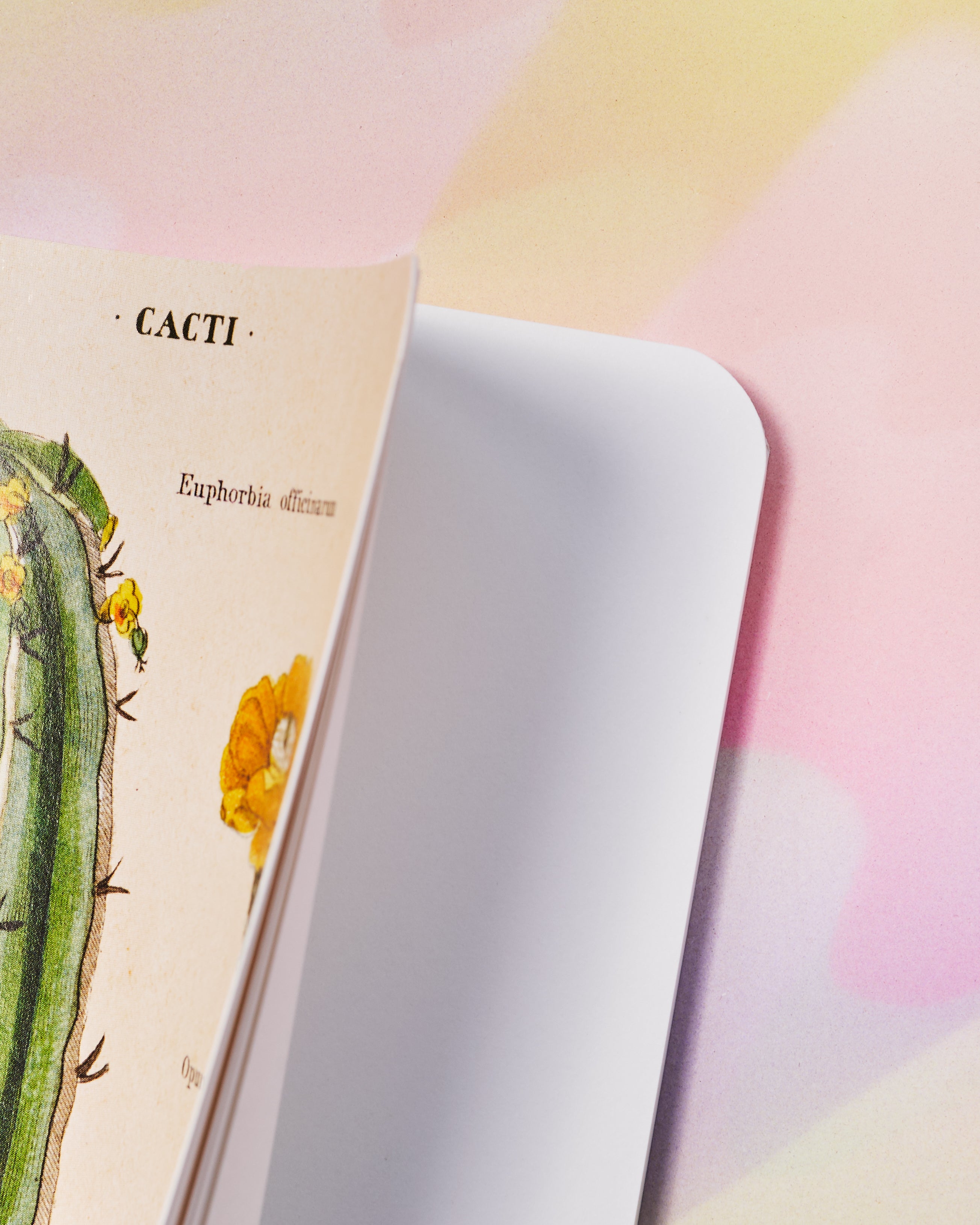cavallini succulents Cavallini & Co Mini Notebook Set of 3